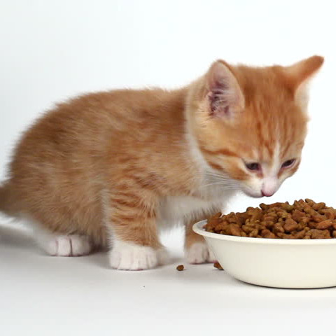 Alimentação animais domésticos